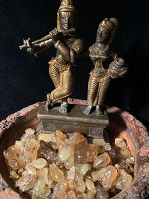 Serrata Frankincense - India 2 oz.